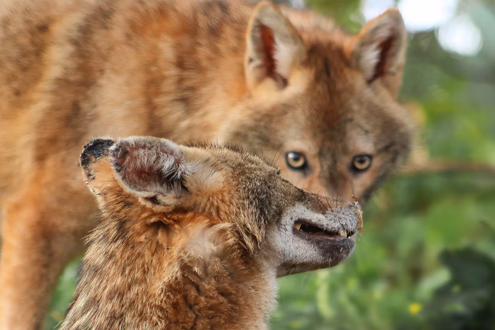תן זהוב משלים פרצוף