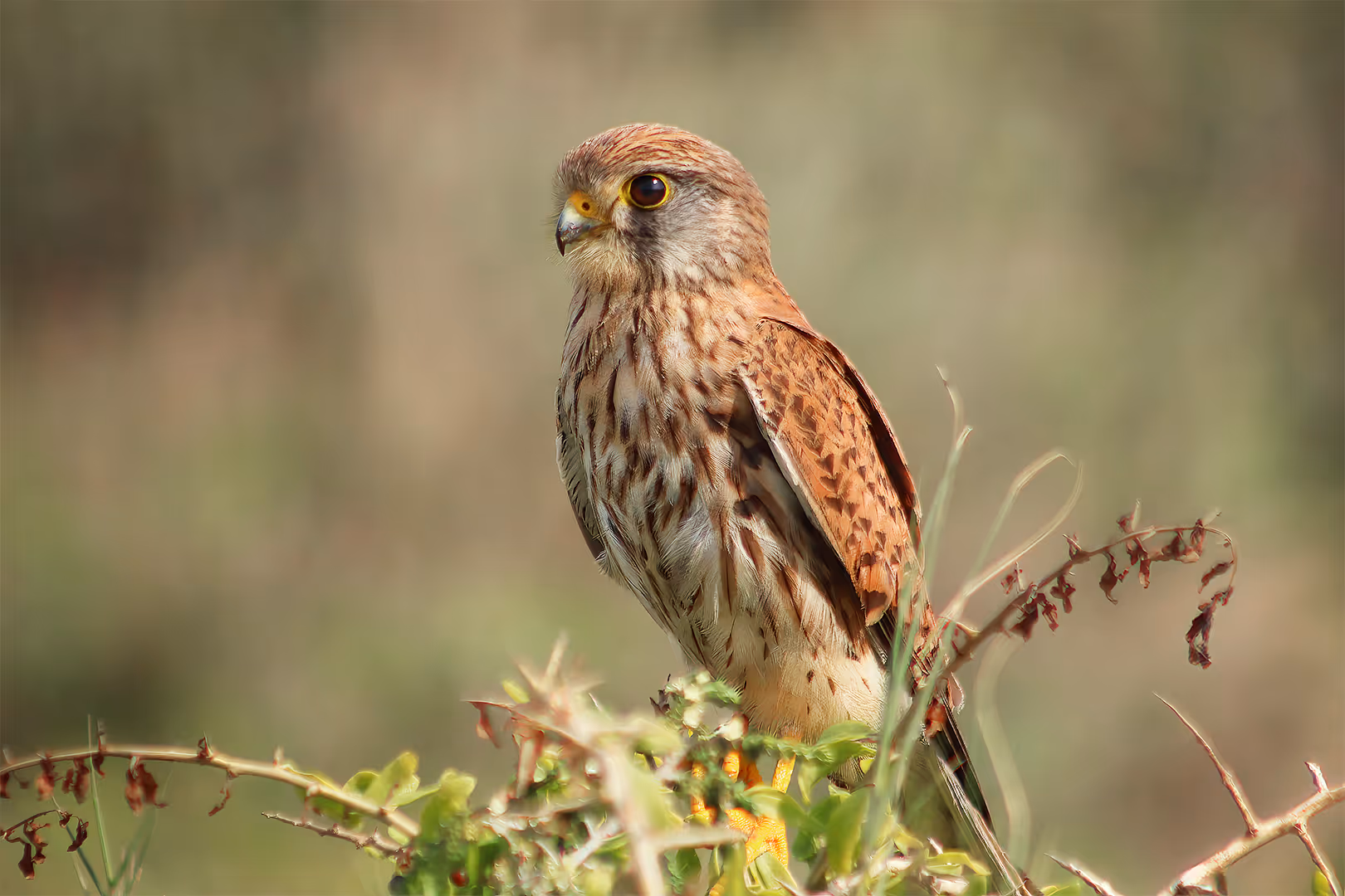 בז מצוי על שיח