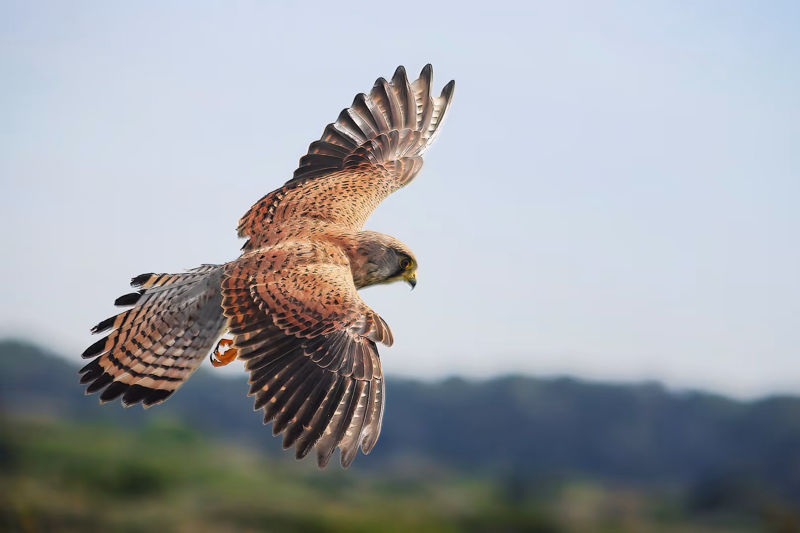 בז מצוי בתעופה