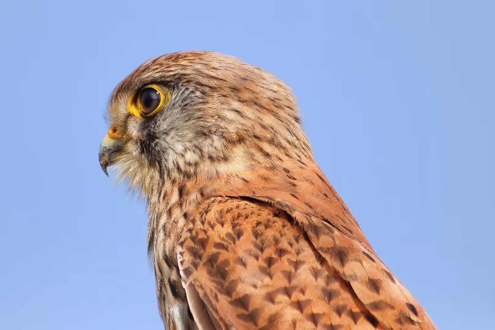 בז מצוי בתקריב