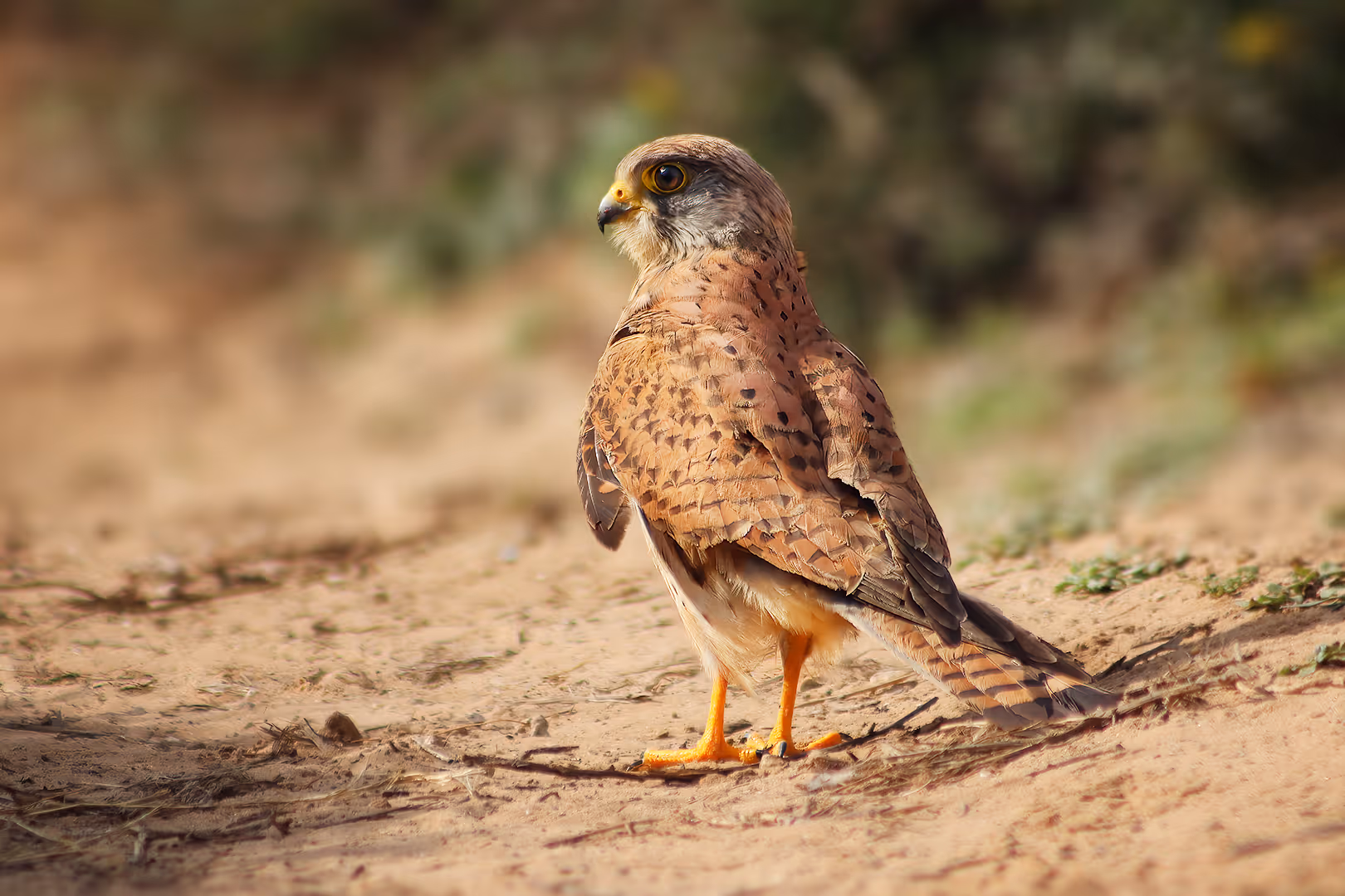 בז מצוי על הקרקע