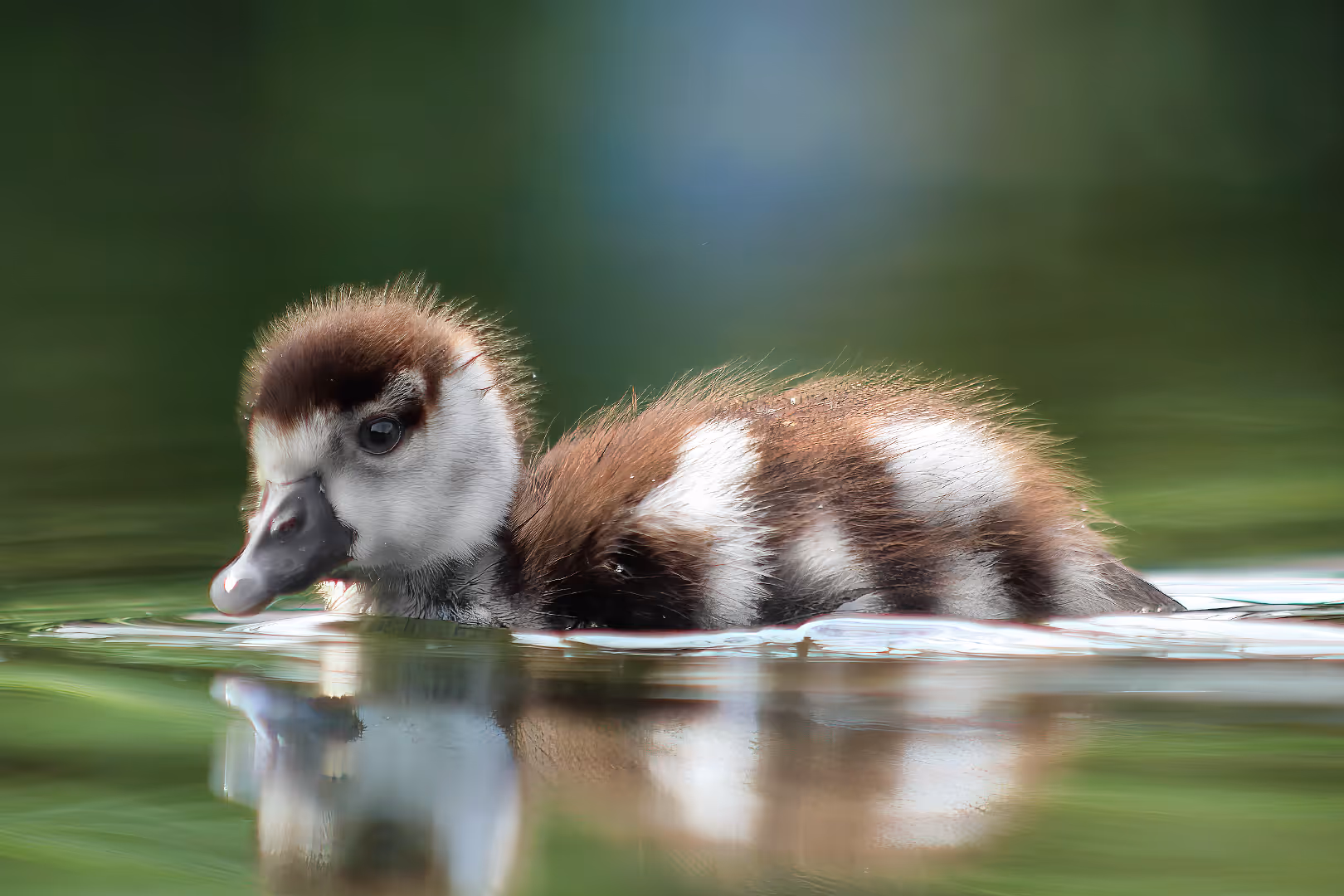 יאורית מצרית צעירה שוחה במים