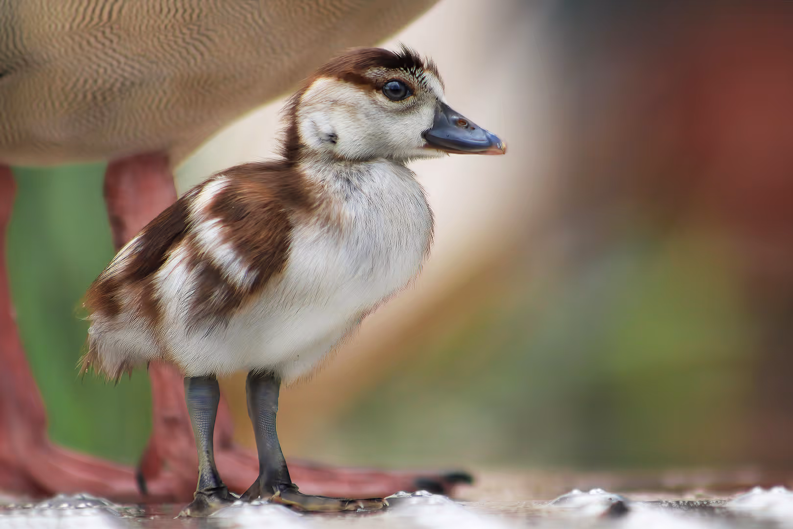 יאורית מצרית צעירה עם הורה