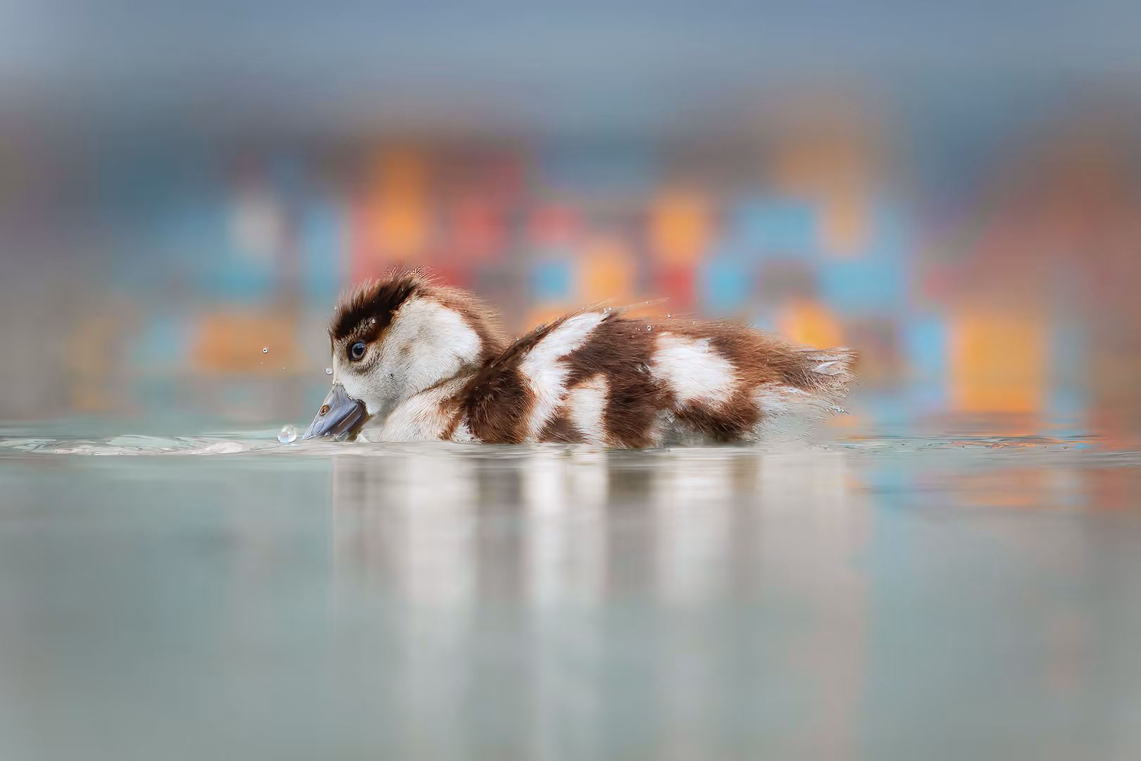 יאורית מצרית שוחה במים