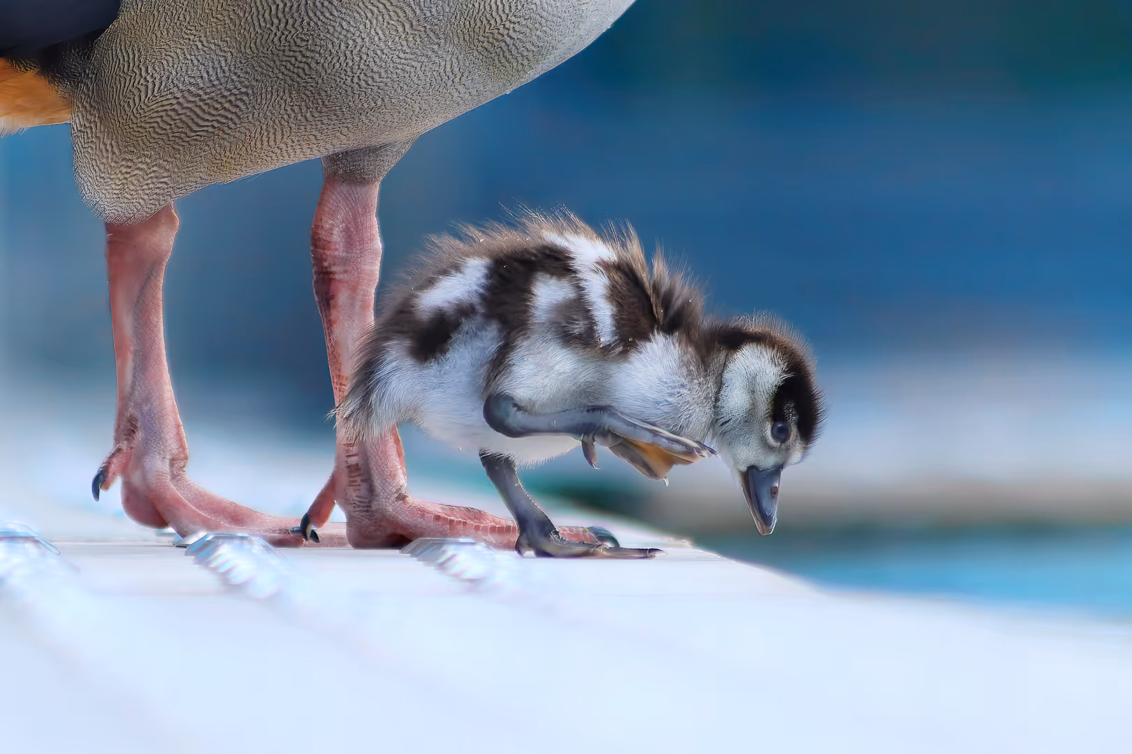 יאורית מצרית צעירה עם הורה