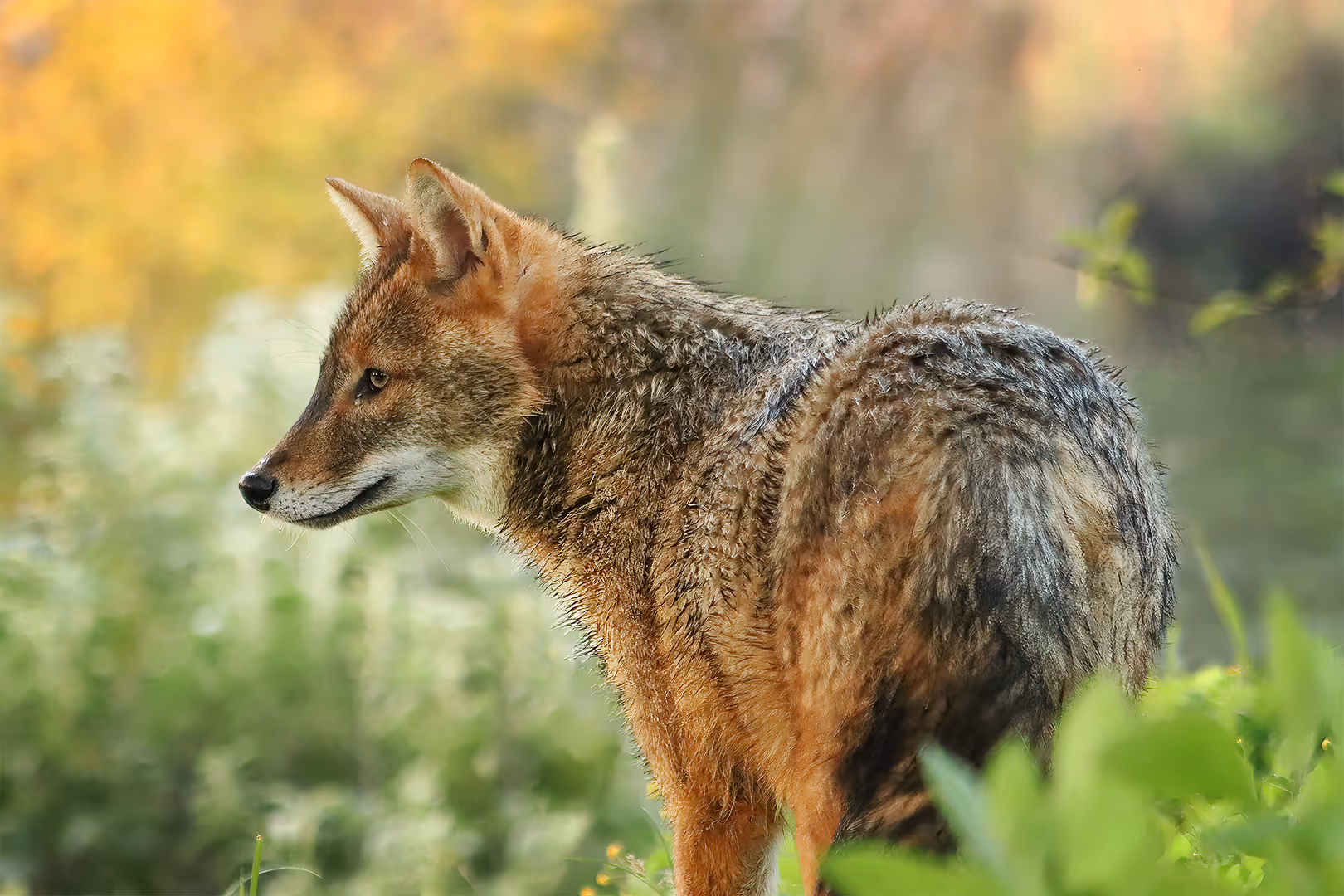 תן זהוב בפרופיל