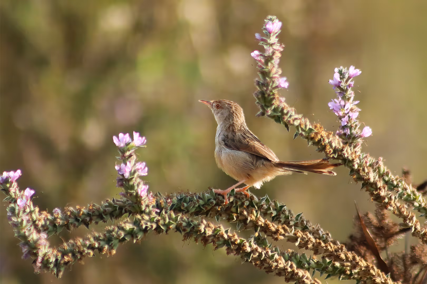 פשוש על צמח