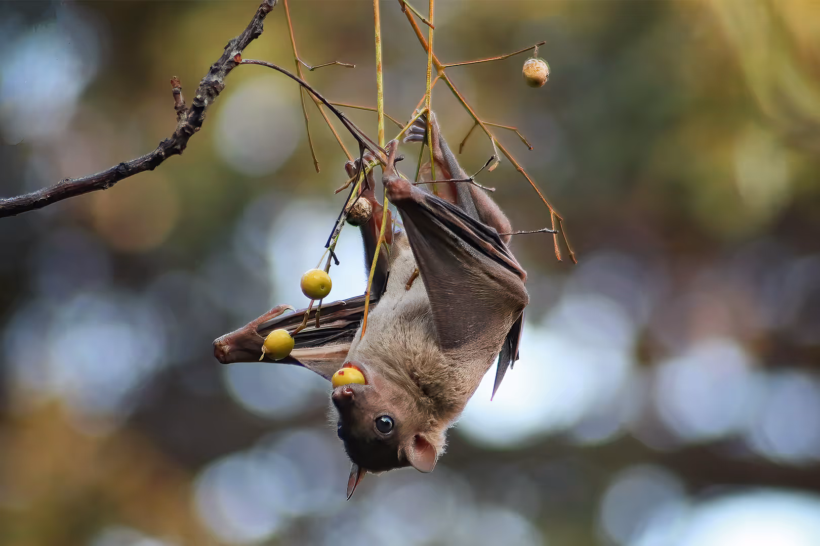 עטלף פירות מצוי הפוך עם פרי בפה