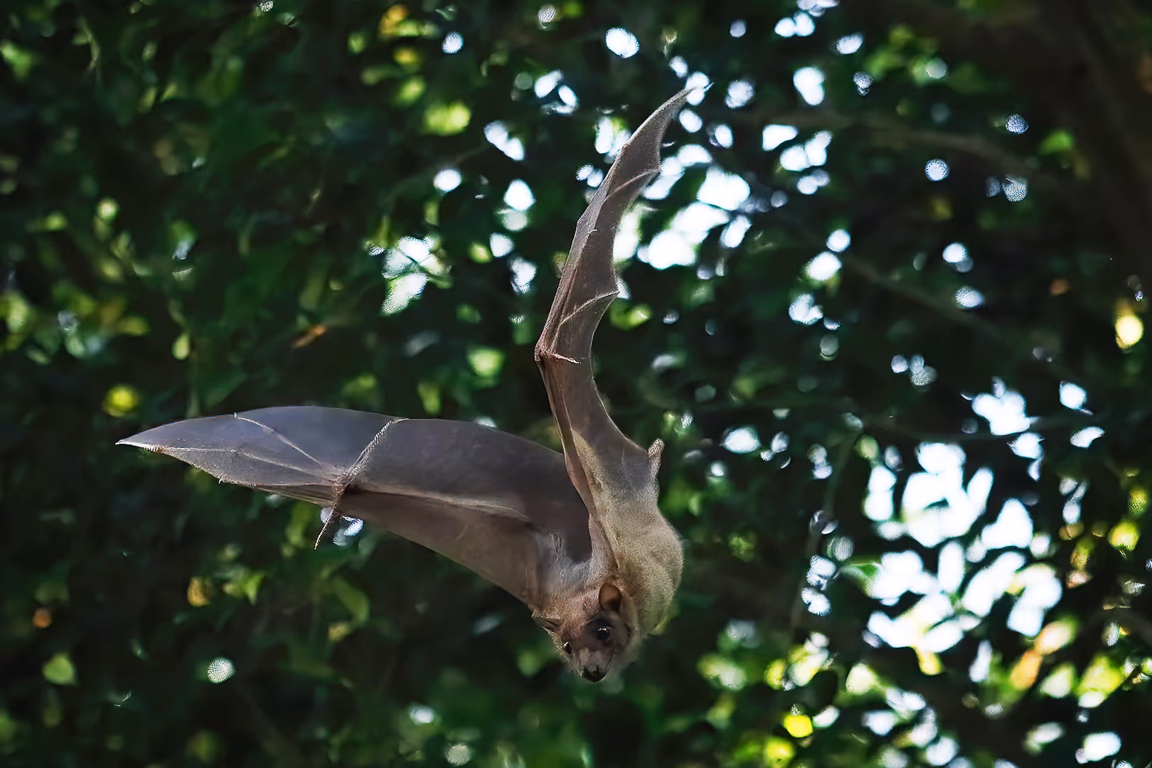 עטלף פירות מצוי בתעופה