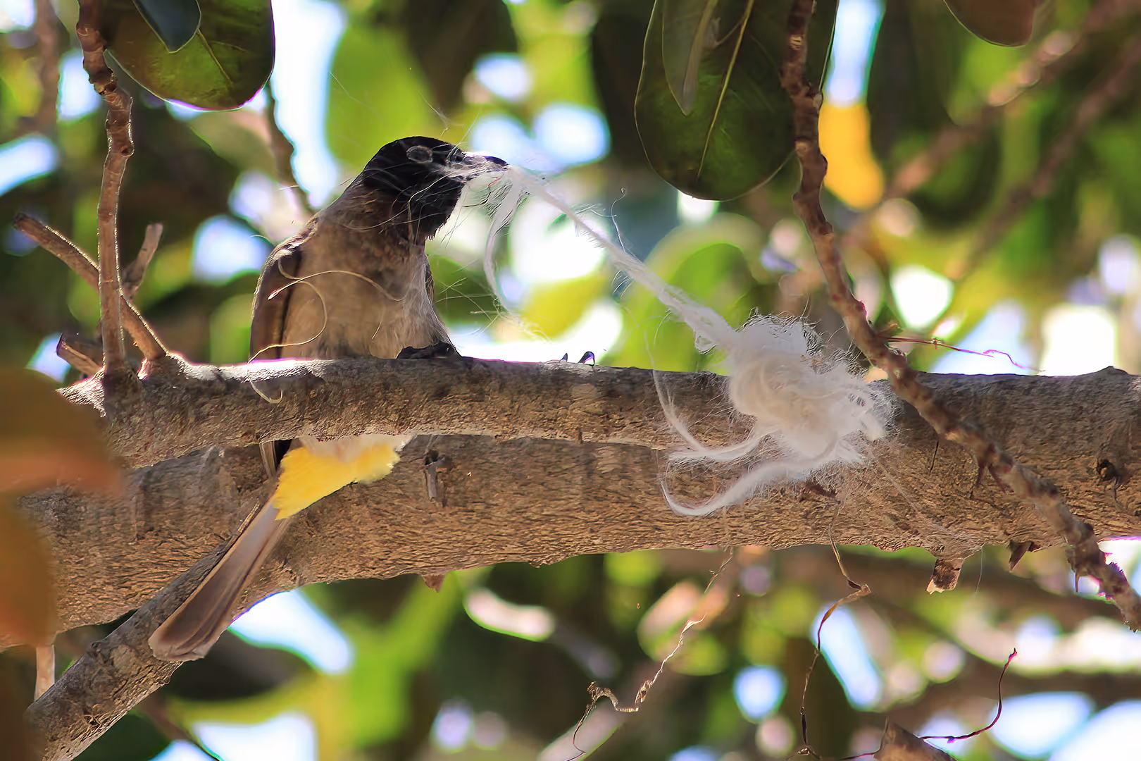 בולבול עם חוט