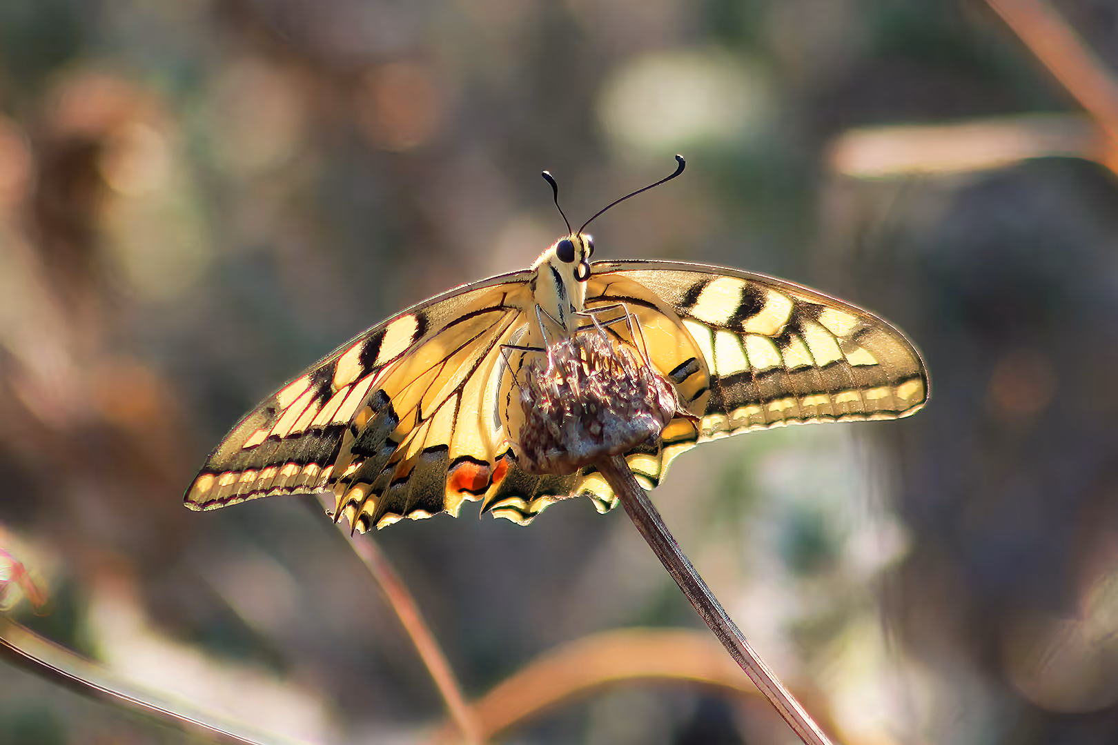 זנב סנונית נאה על קוץ