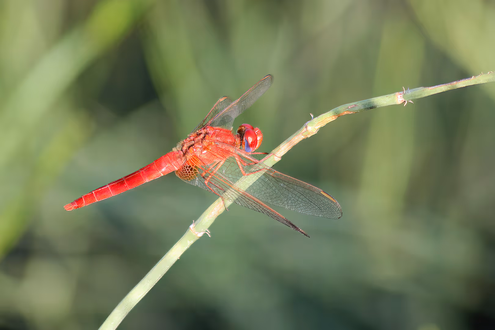  שפירית על ענף
