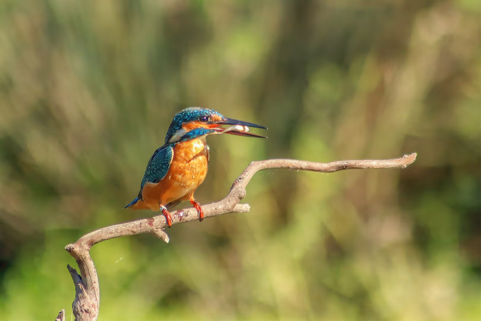 שלדג גמדי עם דג על ענף