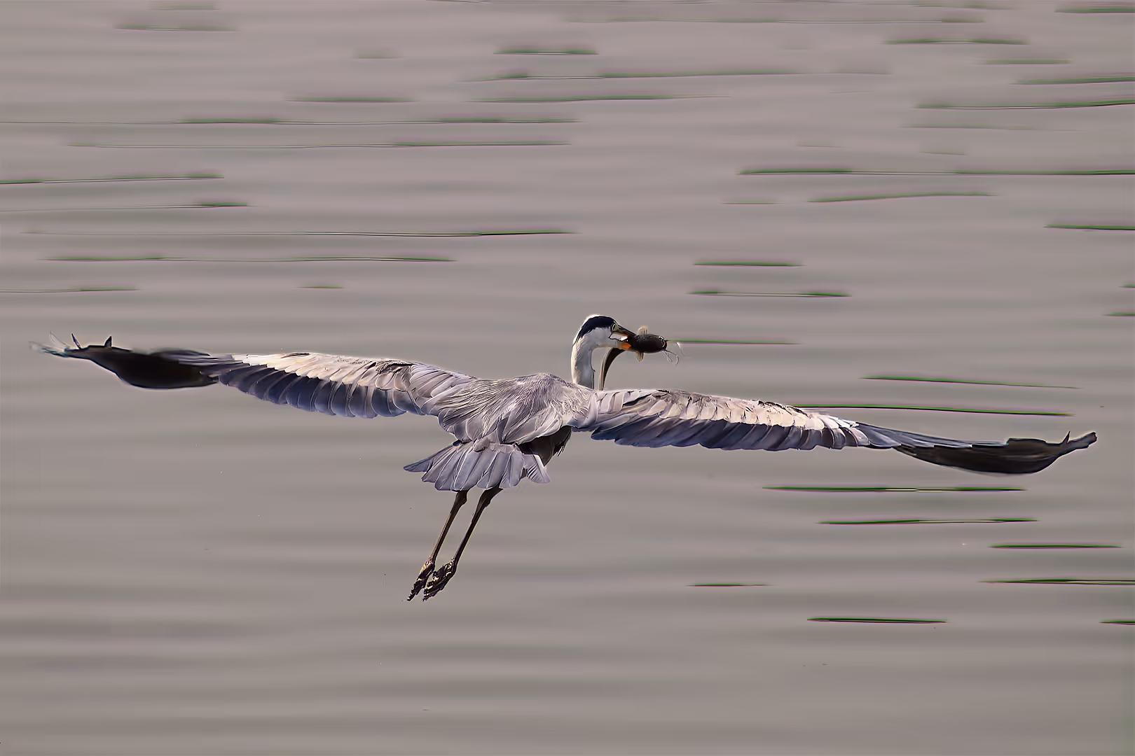 אנפה אפורה בתעופה עם דג
