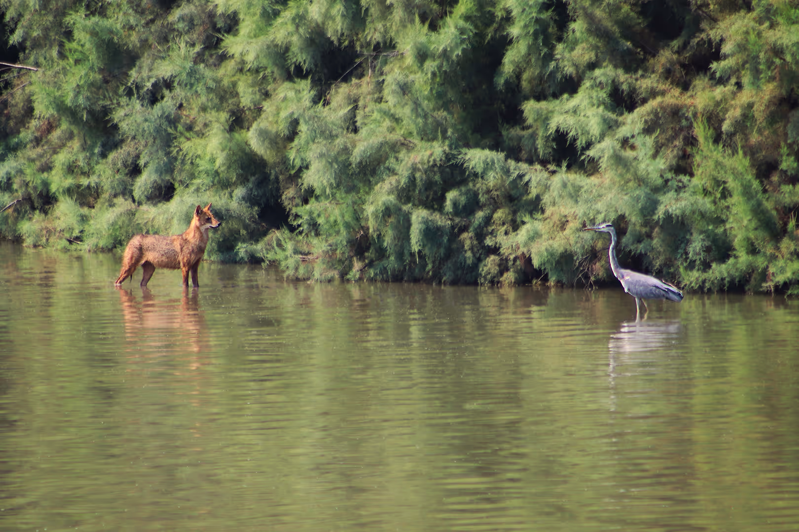 תן זהוב עם אנפה אפורה 