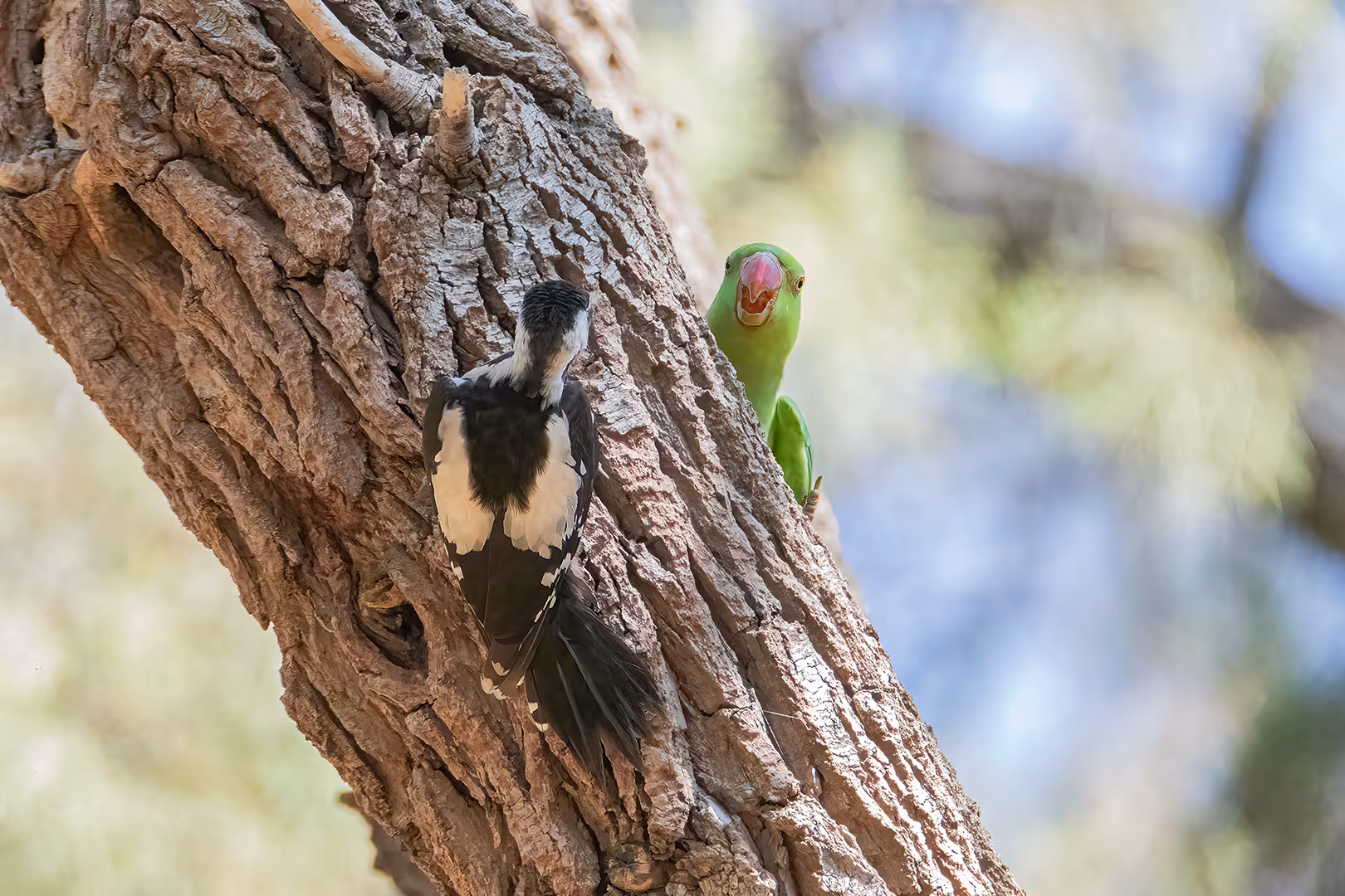 דררה מפתיעה נקר סורי 