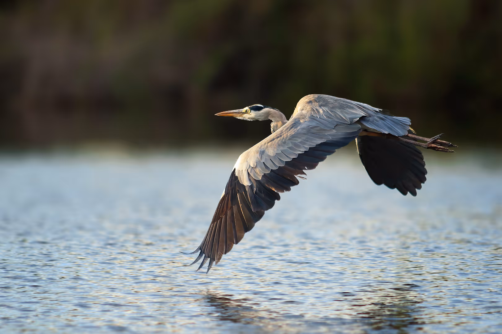 אנפה אפורה בתעופה מעל המים