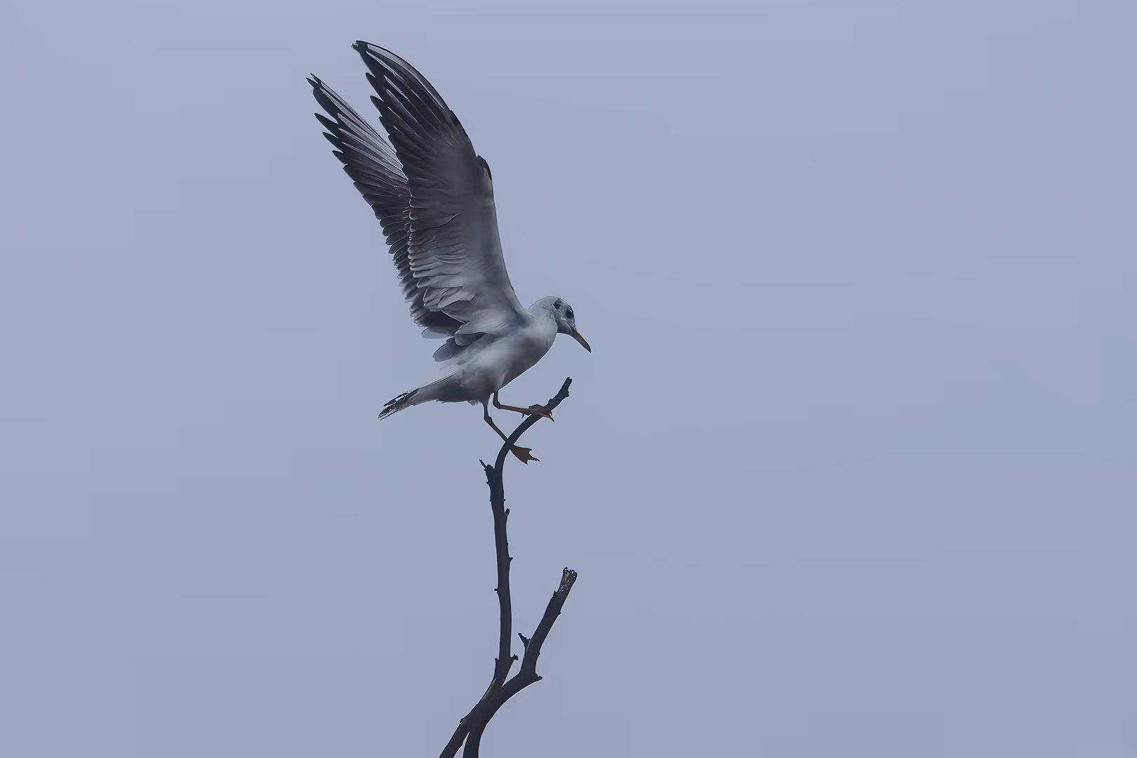 שחף אגמים פורש כנפיים על ענף