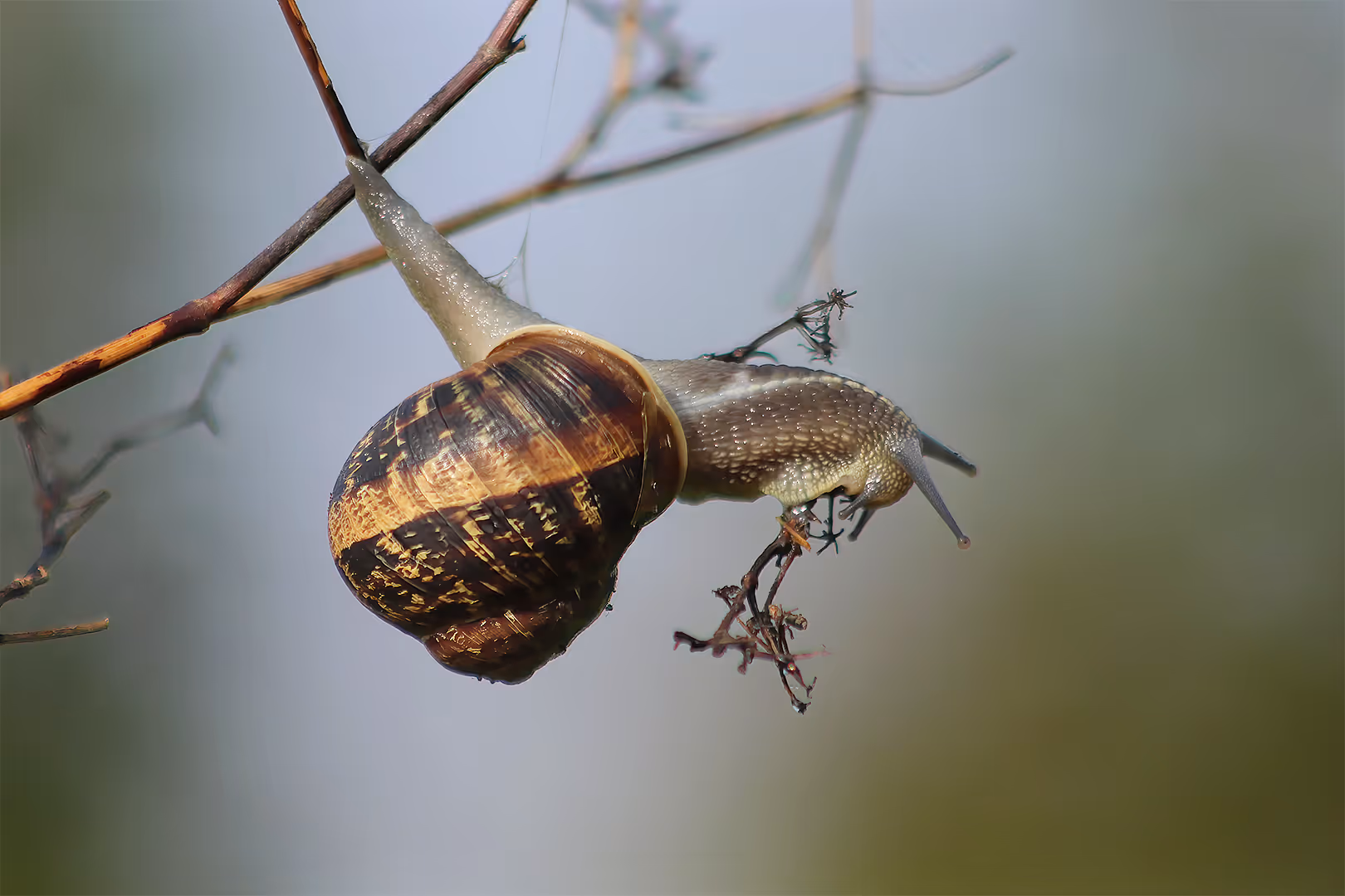 שבלול הגינה על ענף