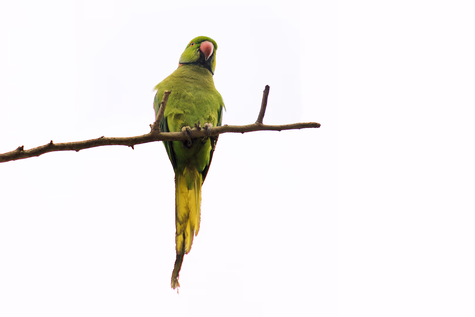 דררה על ענף