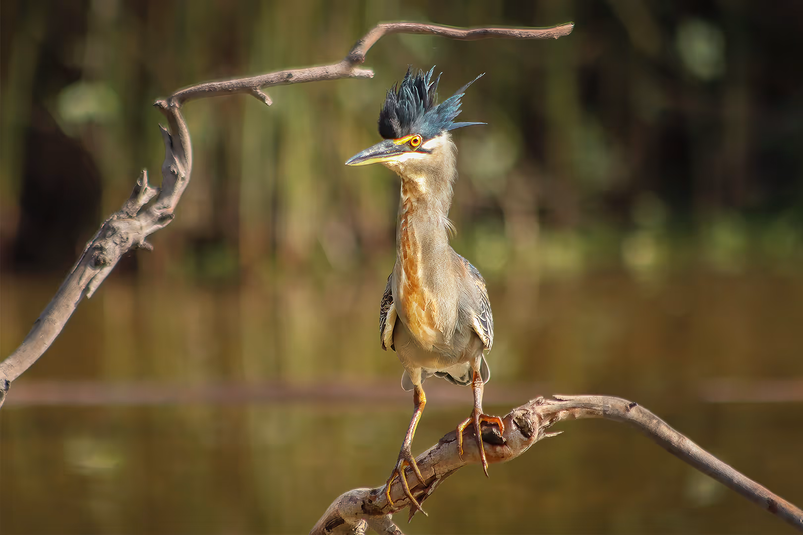אנפית מנגרובים על ענף