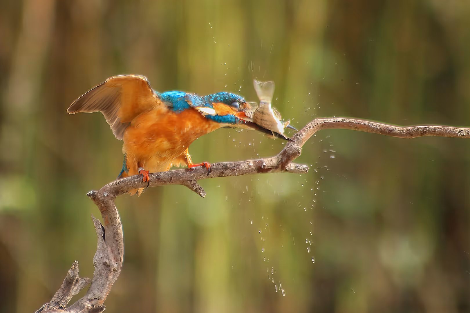 שלדג גמדי עם דג על ענף