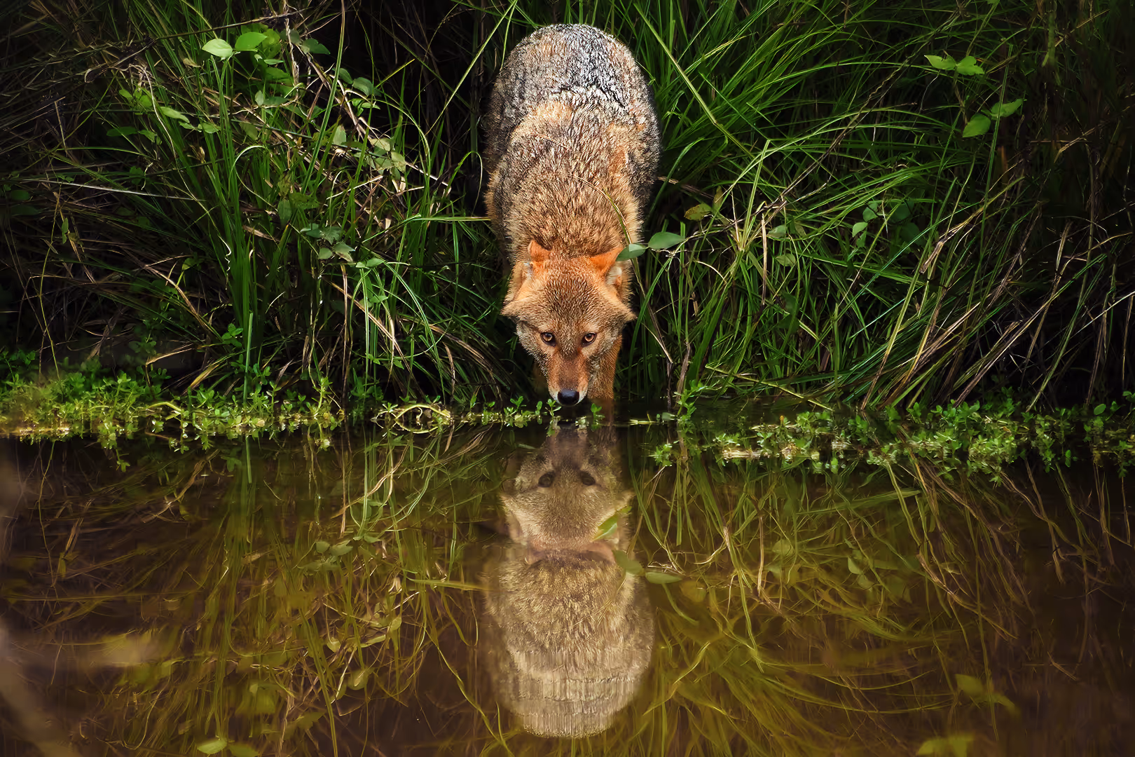 תן זהוב שותה מים