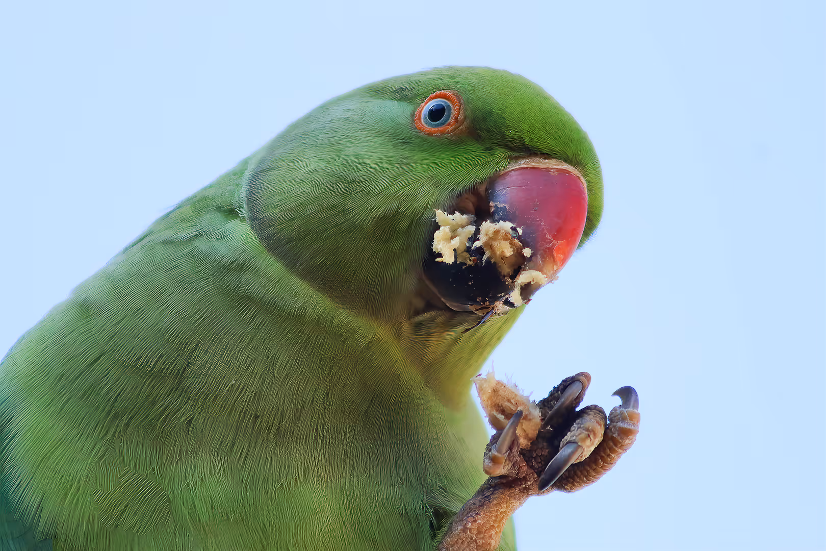 דררה אוכלת פרי