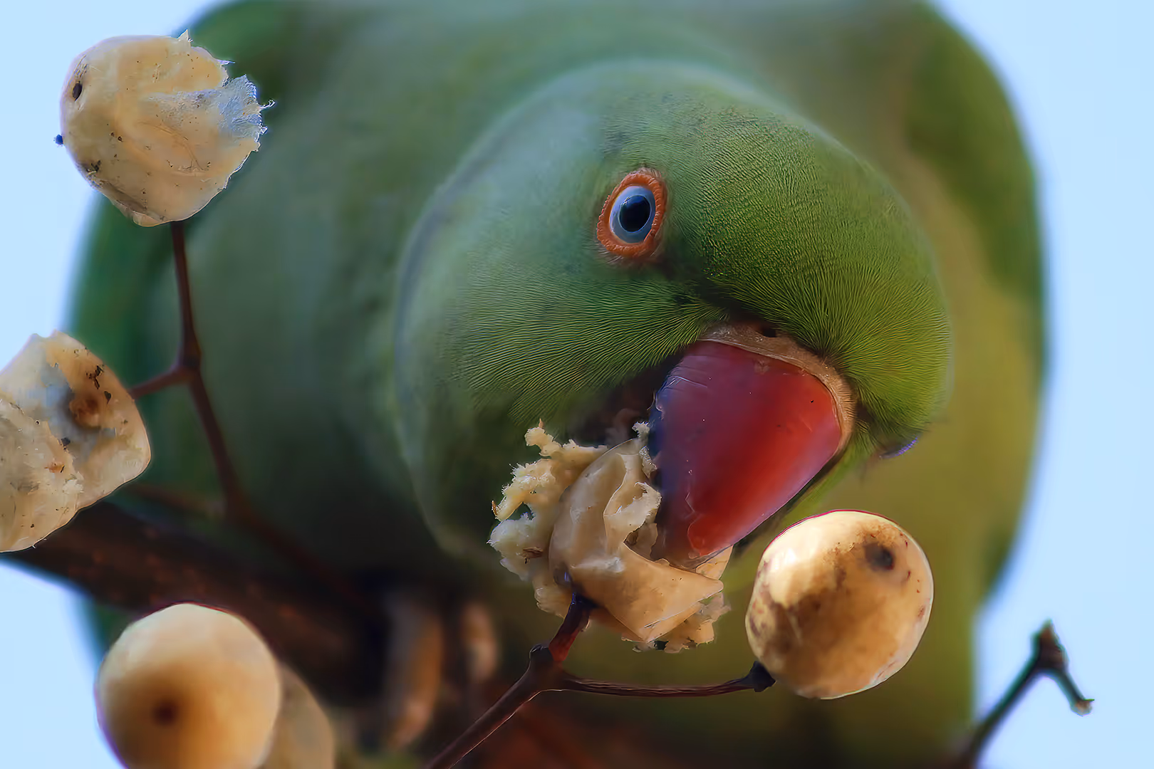 דררה נוגסת בפרי