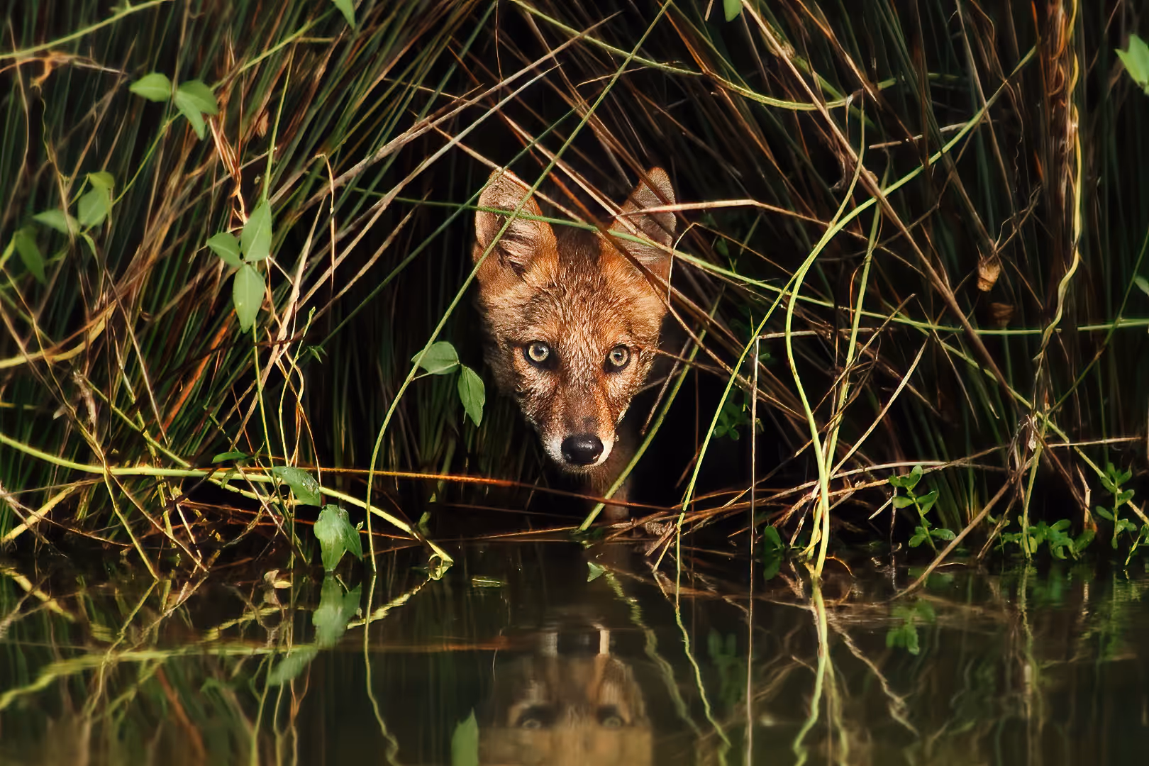 תן זהוב צעיר מציץ מהשיחים