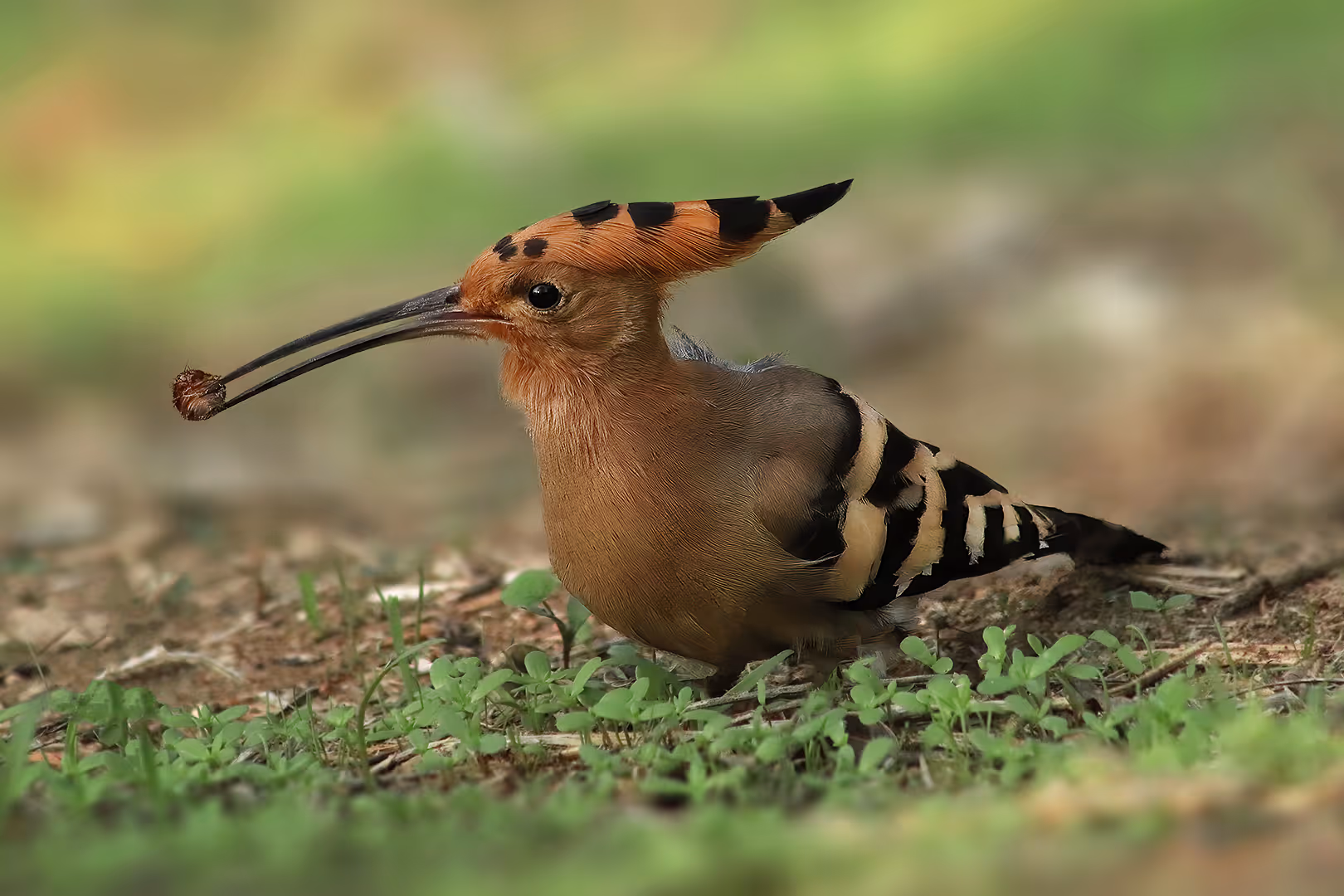 דוכיפת עם חרק בדשא