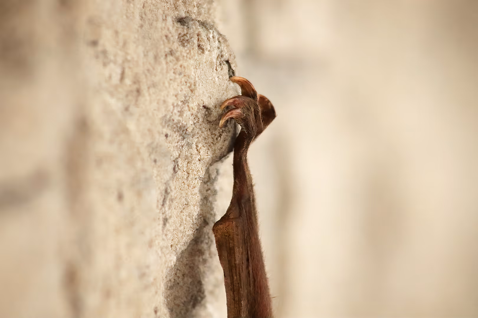 רגל של עטלף פירות מצוי 