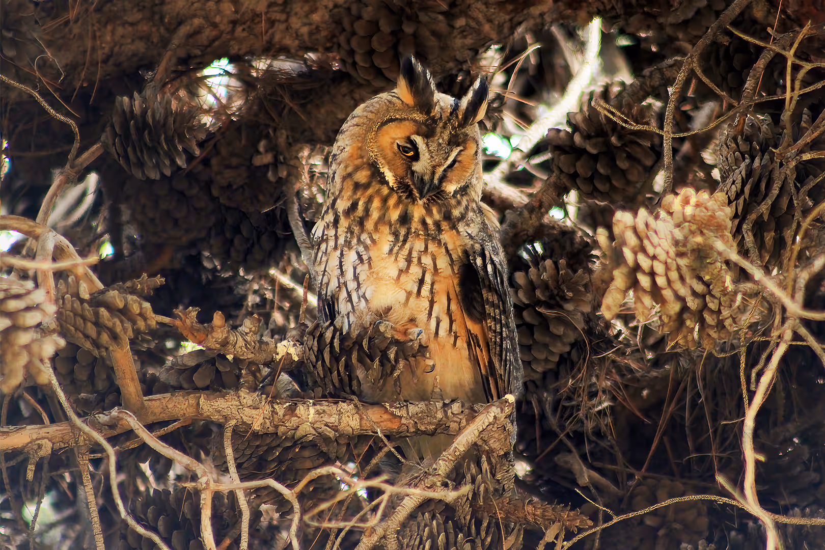 ינשוף עצים על עץ