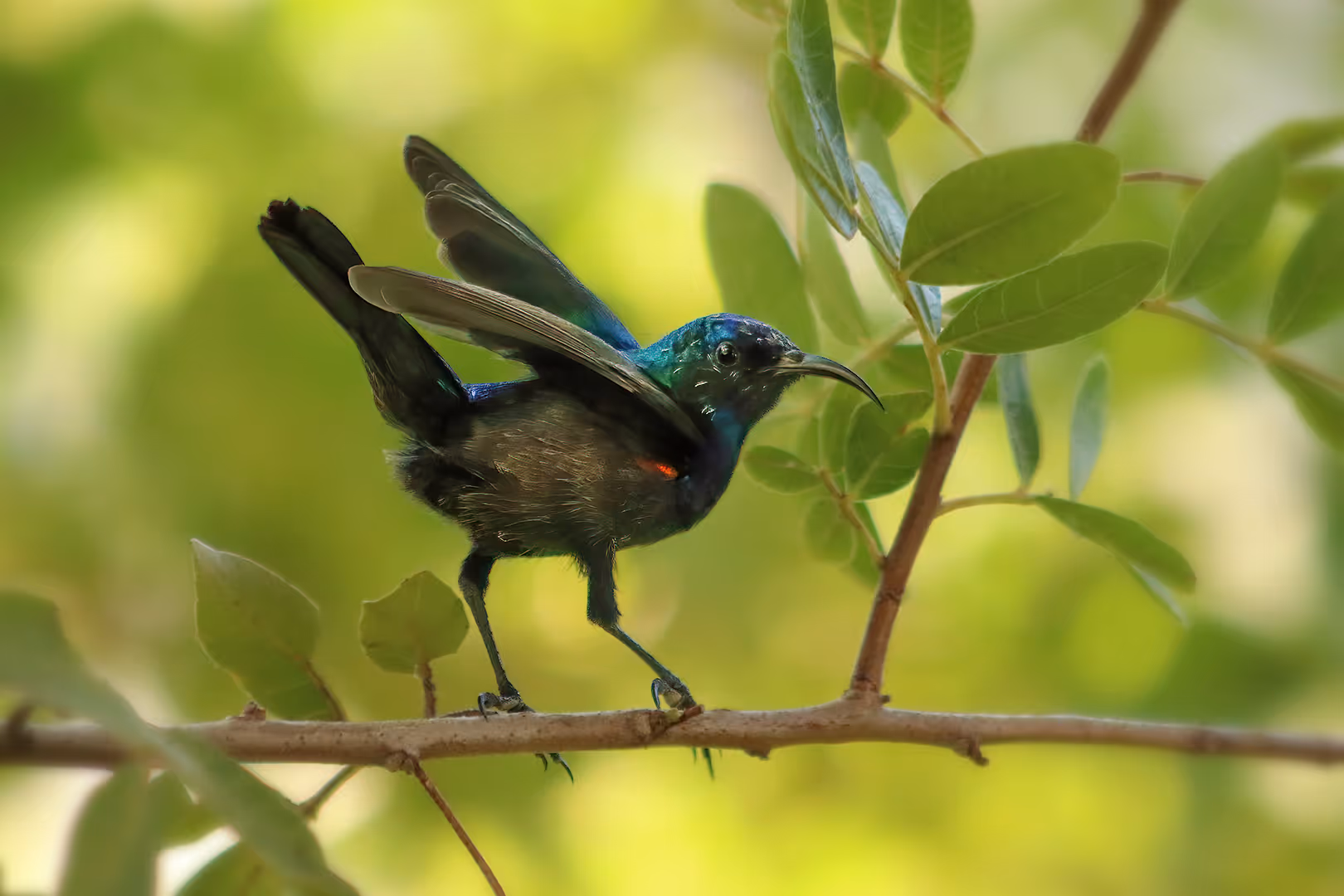 צופית בוהקת על ענף