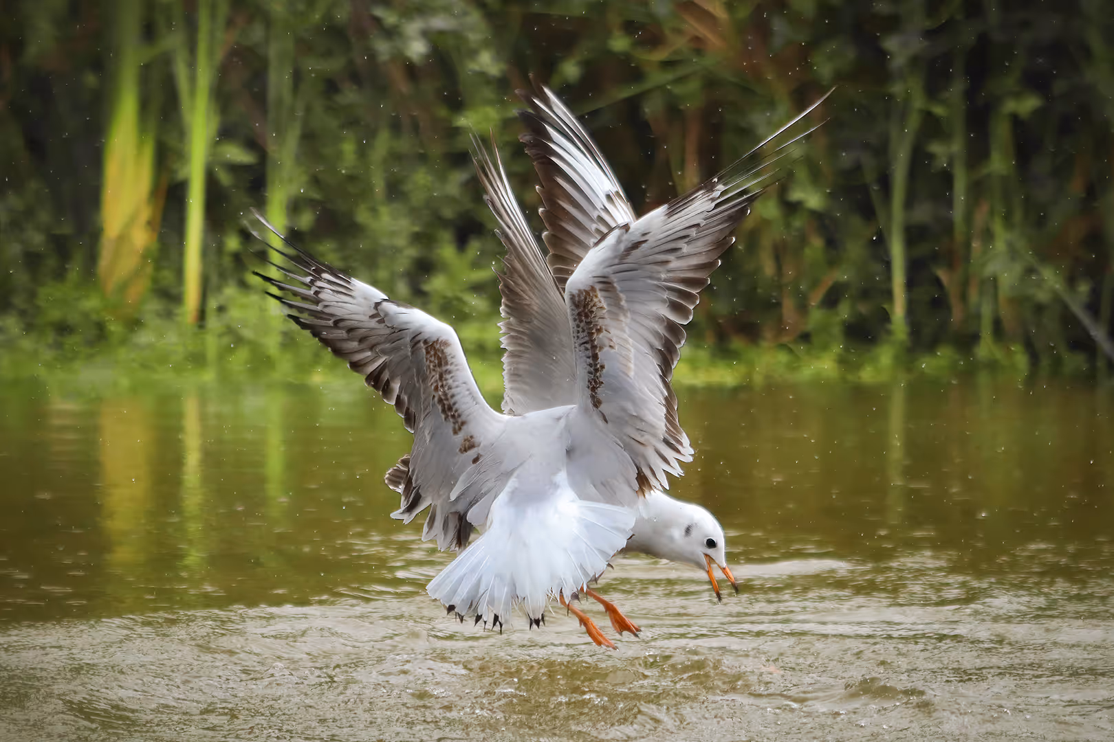 שחף אגמים בתעופה מעל המים