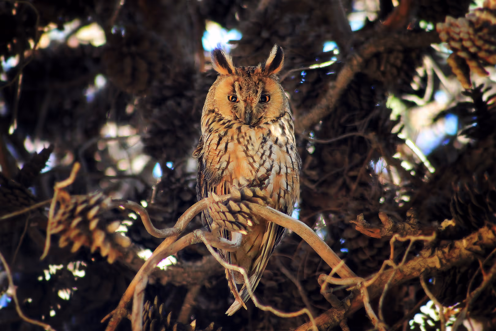 ינשוף עצים על עץ