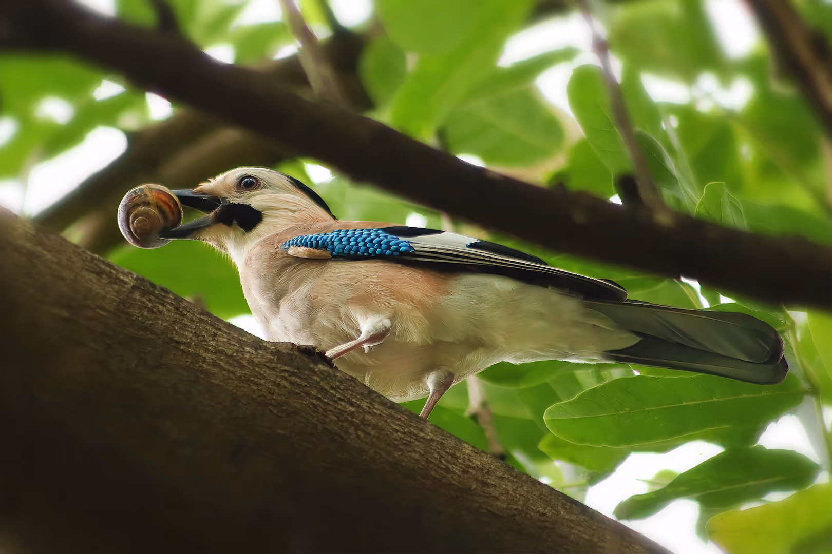 עורבני שחור כיפה עם שבלול