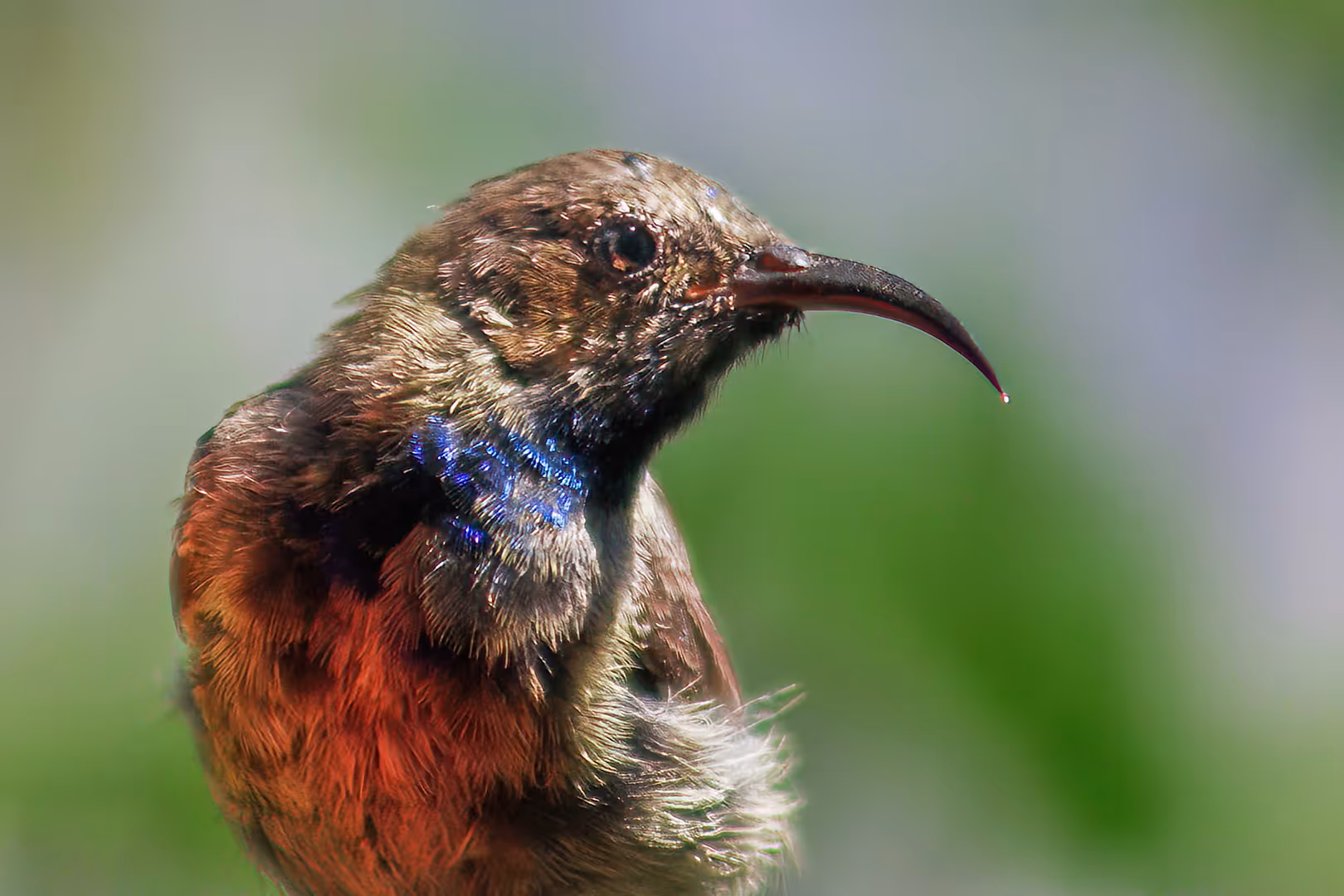 צופית בוהקת צעיר בתקריב