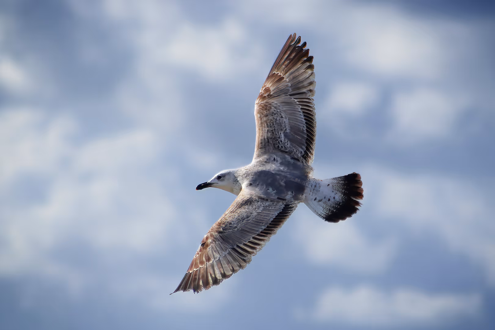 שחף כוזרי בתעופה