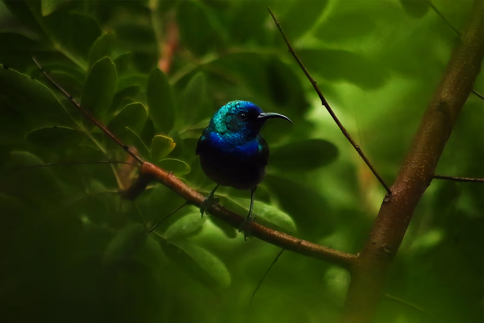 צופית בוהקת על ענף