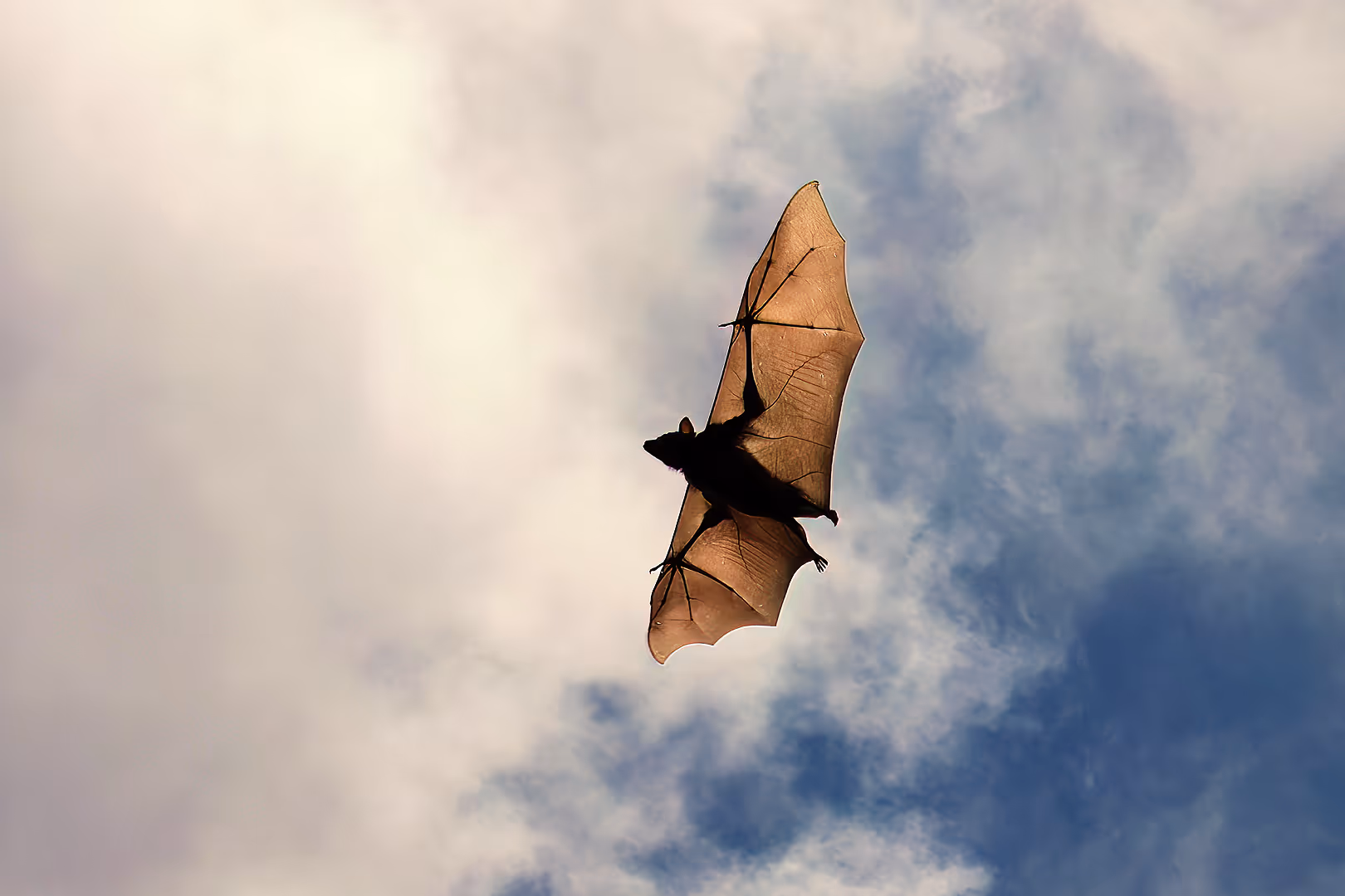 עטלף פירות מצוי בתעופה