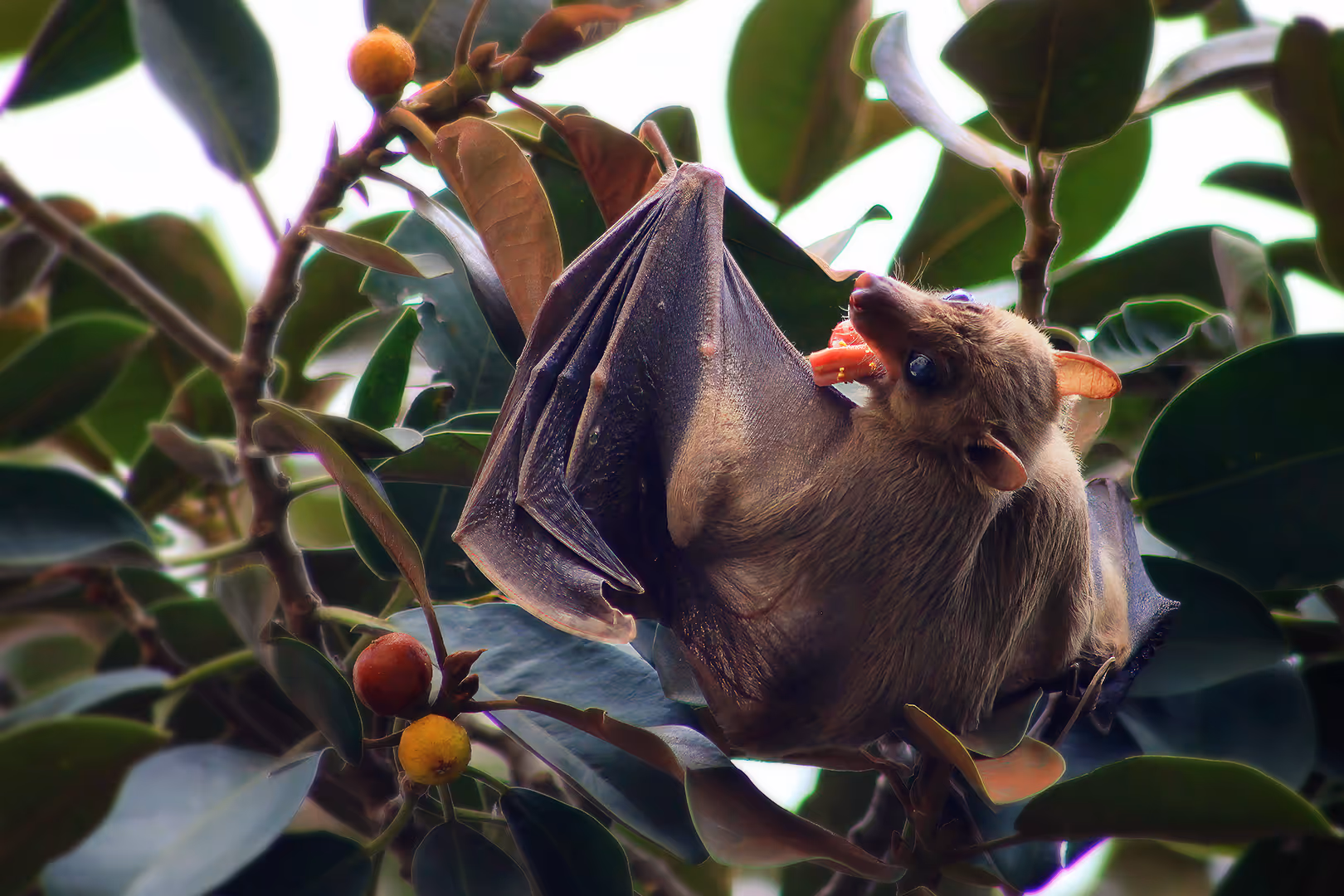 עטלף פירות מצוי עם הלשון בחוץ