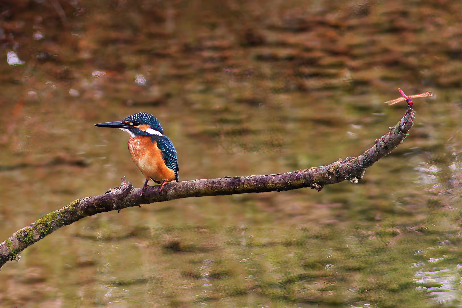 שלדג גמדי על ענף עם שפירית