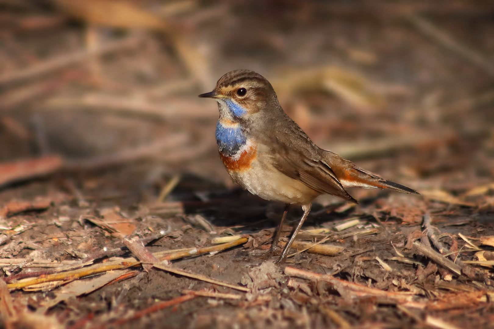 כחול  חזה על הקרקע