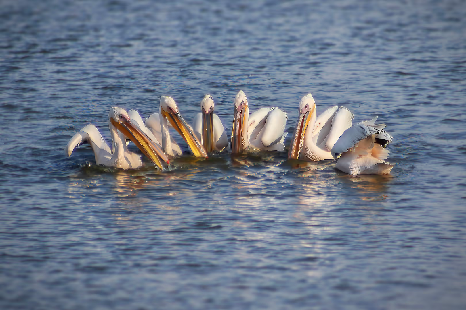 שקנאים בדייג משותף