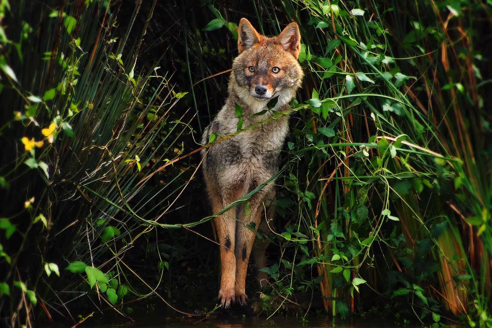 תן זהוב מציץ מהשיחים