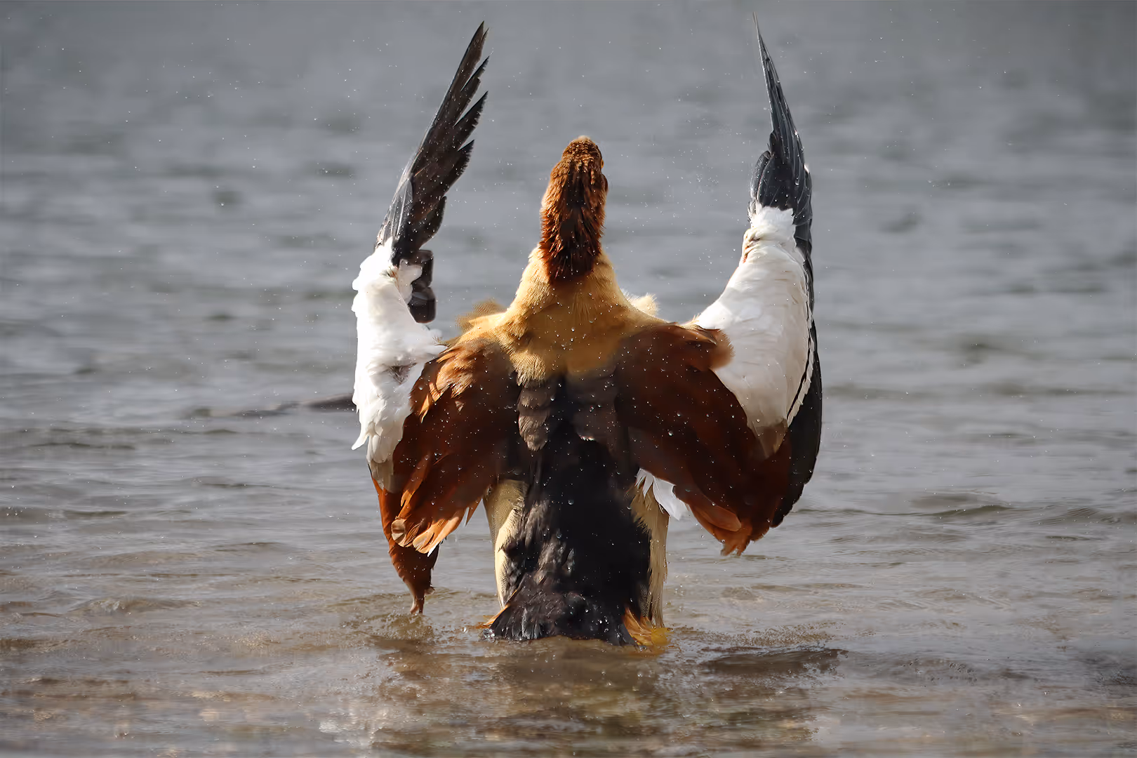 יאורית מצרית מנצחת