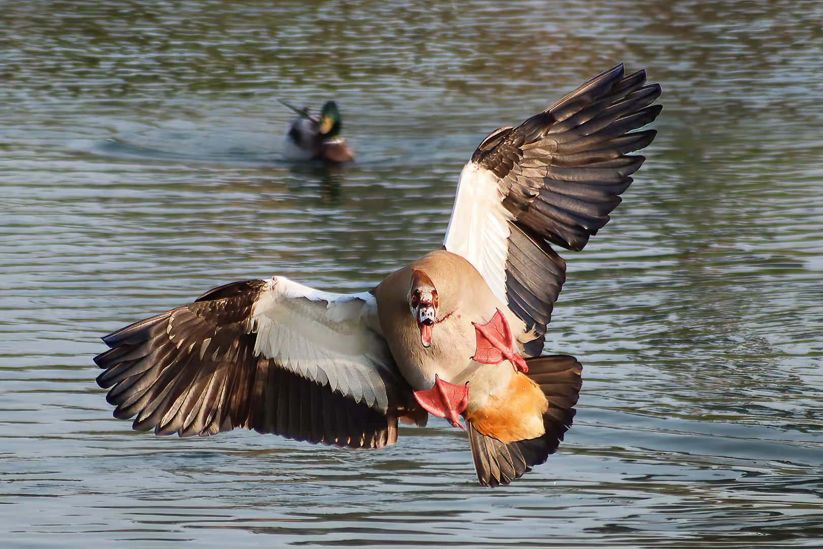 יאורית מצרית בנחיתה