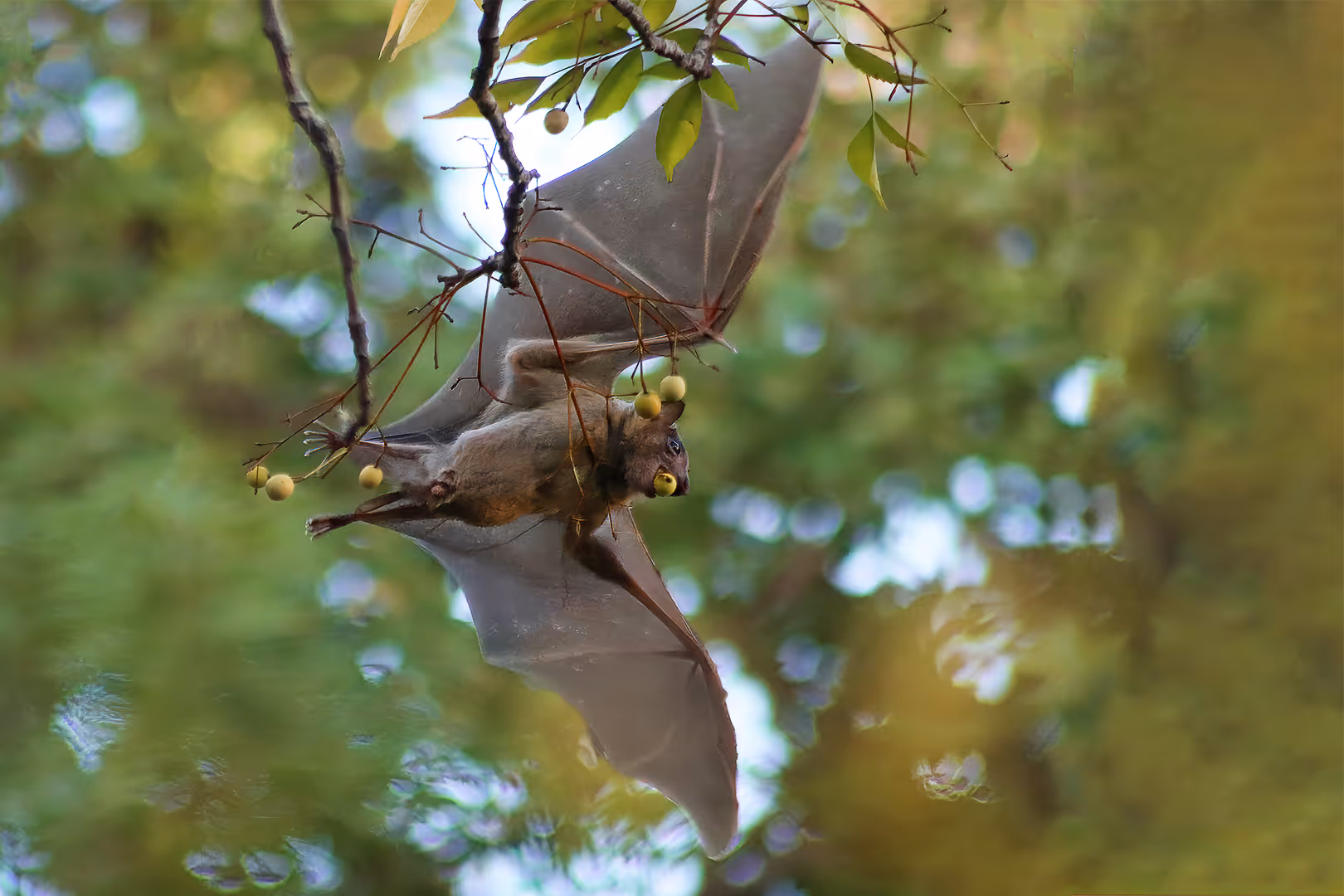 עטלף פירות מצוי בתעופה עם פרי בפה