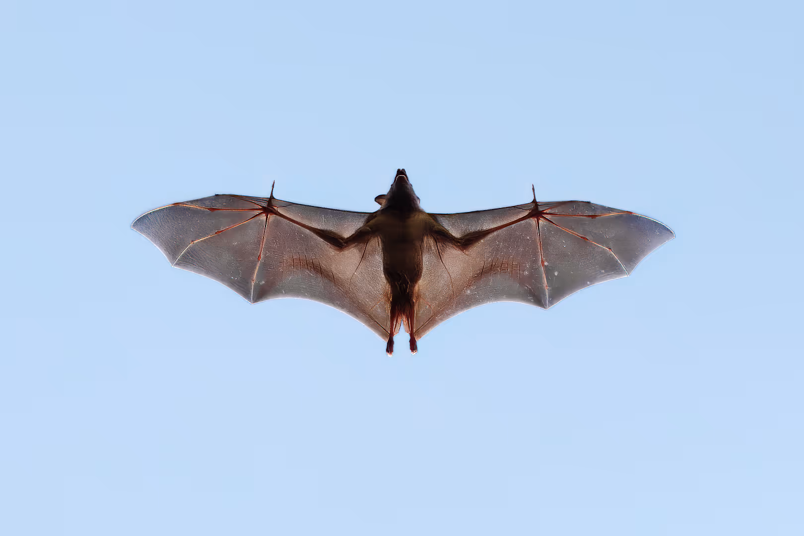 עטלף פירות מצוי בתעופה